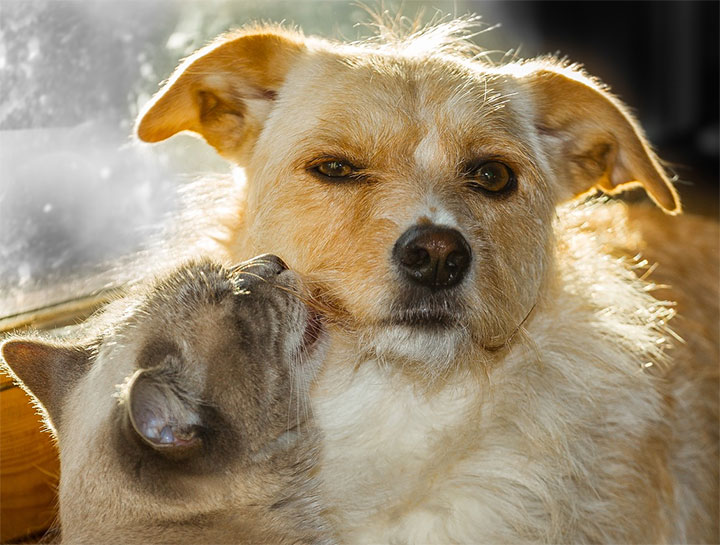 Cat & Dog Care