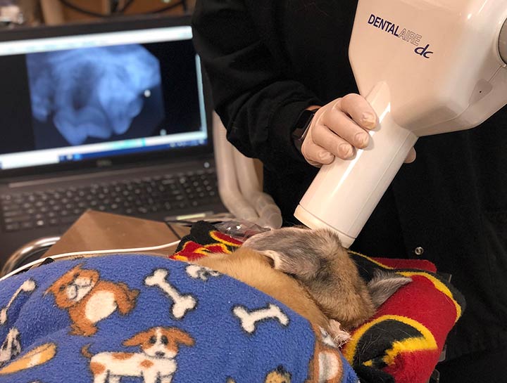 Digital Dental Radiology